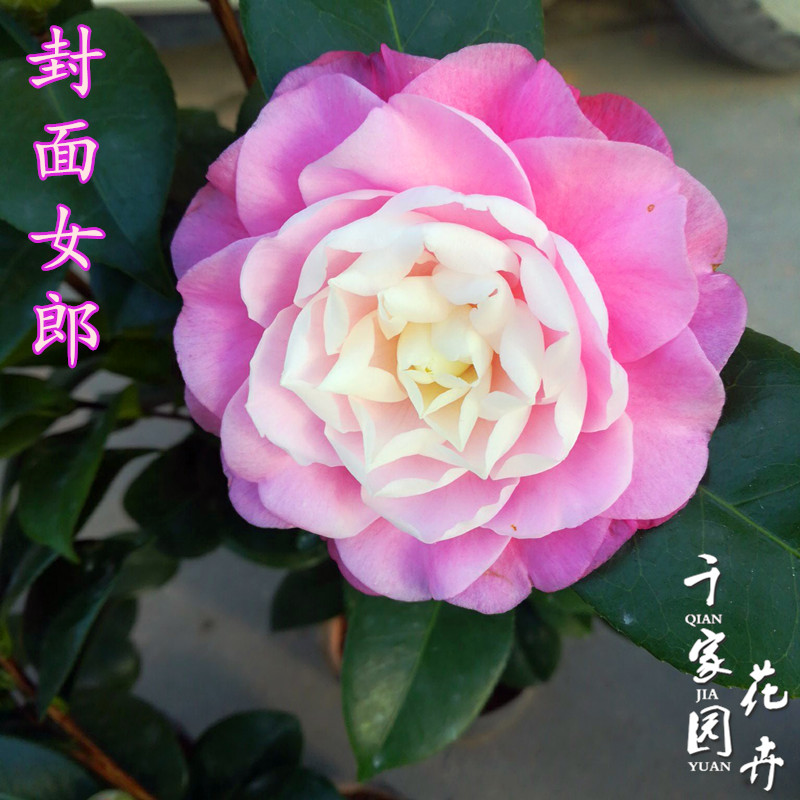 【封面女郎】茶花美人艳红粉佳人山茶树苗盆栽大树绿植庭院阳花卉