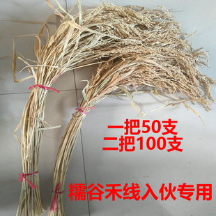 水稻谷把糯谷带壳稻禾穗糯米禾草稻谷带杆入伙真水稻幼儿谷把包邮