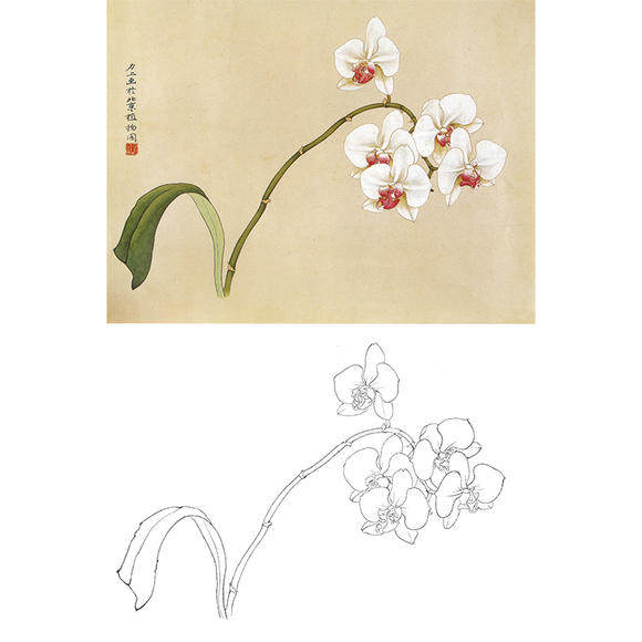 工笔画白描底稿花卉俞致贞蝴蝶兰实物白纸打印稿尺寸可选-jv12