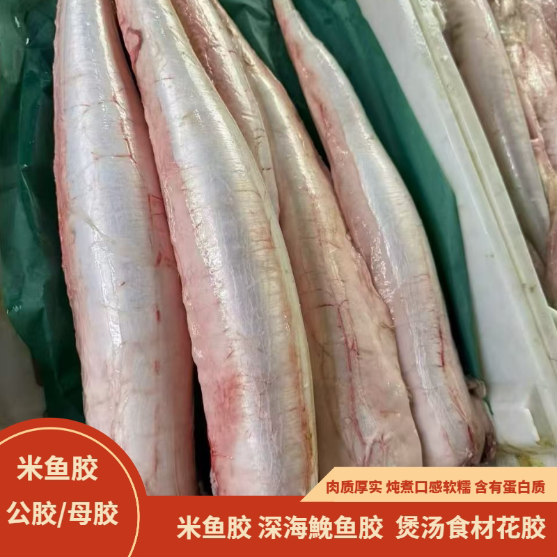 公胶母胶新鲜米鱼胶煲汤