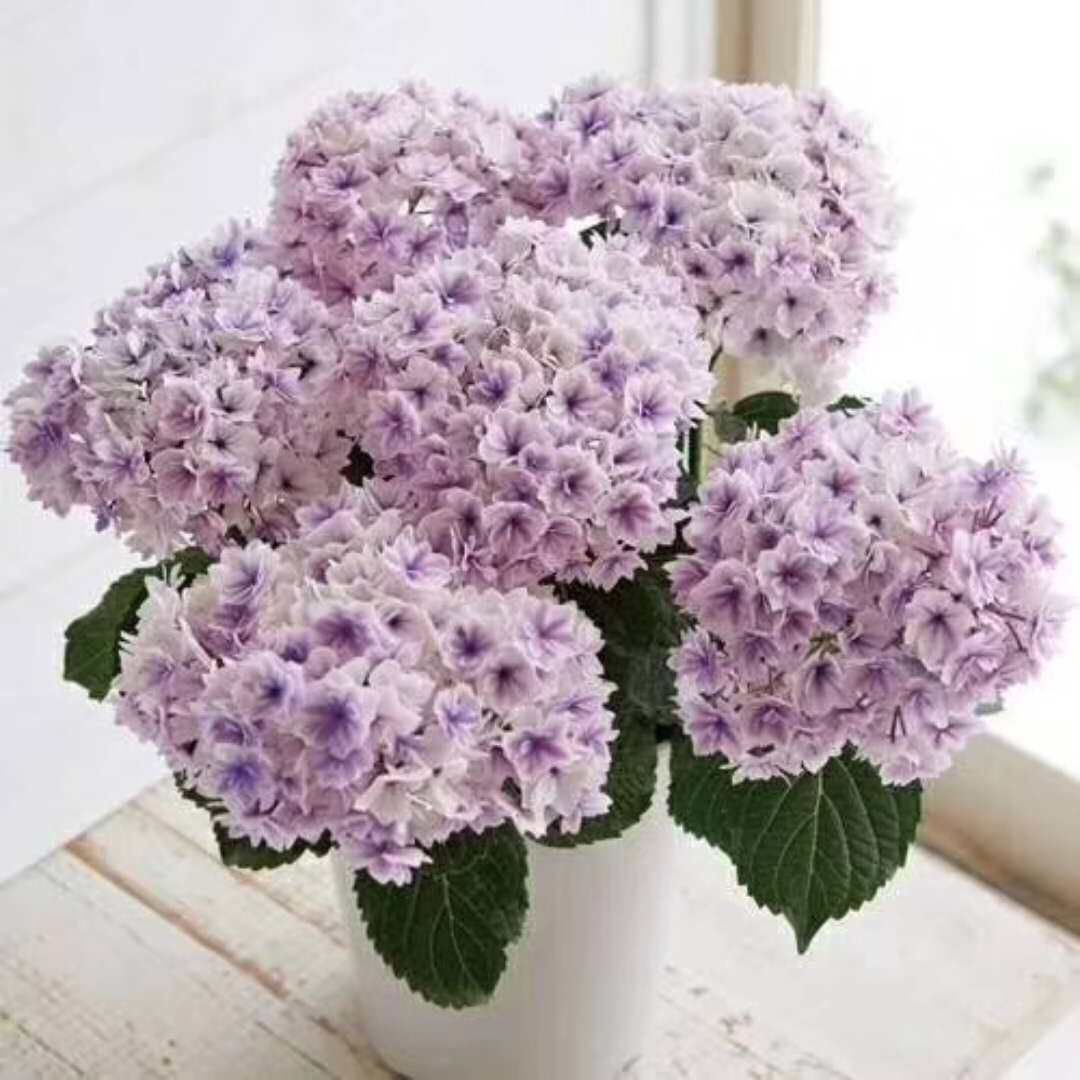 大花绣球 夏洛特公主在类目 鲜花速递/花卉仿真/绿植园艺, 花卉/绿植盆栽（新）, 花卉中 - 来自Buy2taobao.com提供专业的淘宝代购服务