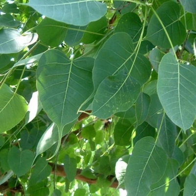 正宗菩提树苗印度菩提树佛门圣树金刚菩提老树王庭院别墅绿化苗木