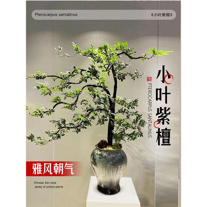 小叶紫檀盆景树苗黑骨茶老桩室内盆栽办公室禅意造型绿植四季常青