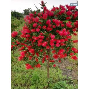 串钱柳树苗垂枝澳洲红千层苗金宝树奶瓶刷子红花树苗庭院别墅绿化