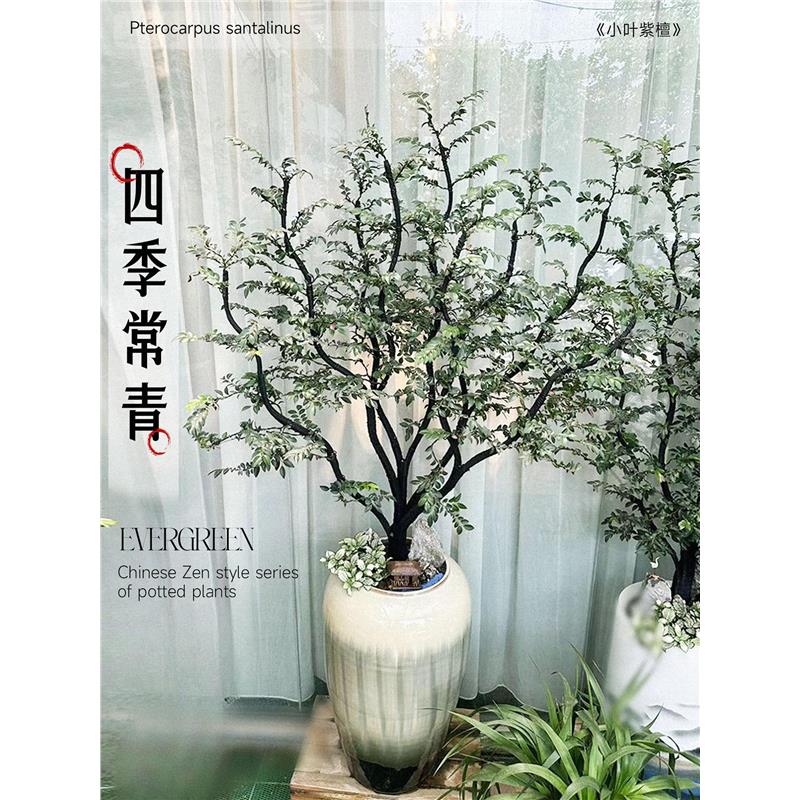 小叶紫檀盆景树苗黑骨茶老桩室内盆栽办公室禅意造型绿植四季常青