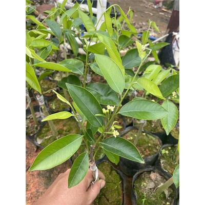 树心奇奇楠沉香苗一代母树嫁接明星品种奇楠沉香树苗结香快品种