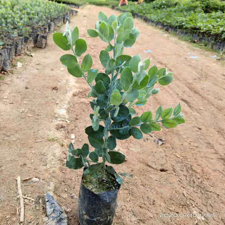 银叶金合欢树苗 澳洲品种 阳台庭院绿化开花植物 合欢观叶风景树