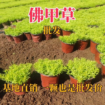 黄金佛甲草地被多肉盆栽万年草阳台庭院花园假山绿化草坪花镜工程