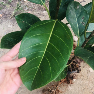 正宗高山榕树苗大青树小叶榕树苗大叶榕小苗庭院绿化X盆景地栽植