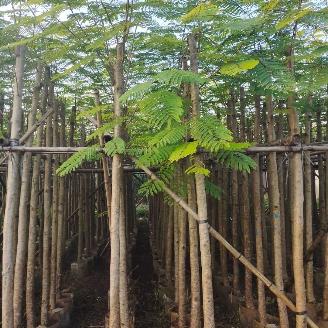 凤凰树凤凰木红花楹门前旺宅树名贵树苗盆栽庭院风景树形庭院大树