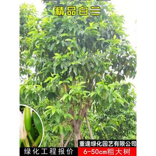 白兰花树大树庭院绿化风景树苗黄桷兰门前树白玉兰花盆栽四季开花