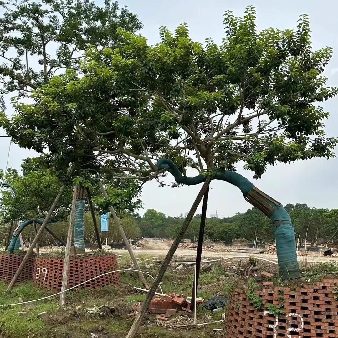 【造型红果铁冬青大树】万紫千红斜飘造景观赏景观别墅庭院迎客树