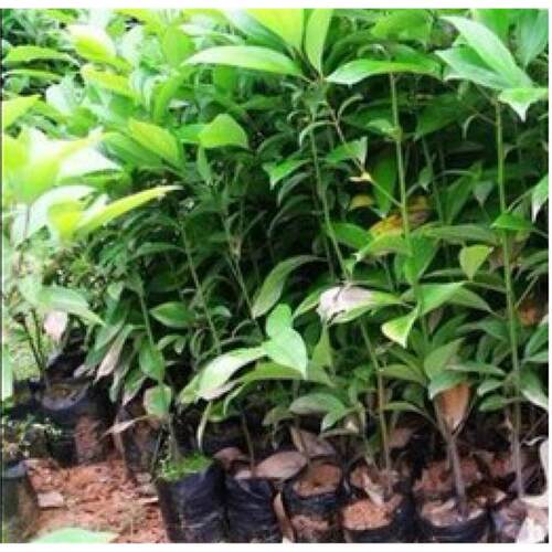 庭院别墅天竺桂树苗 阴香四季常青绿化乔木植物广东带土发货