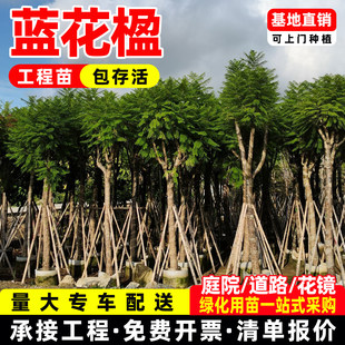 独杆丛生蓝花楹树苗名贵庭院风景树凤凰木树苗四季绿化庭院别墅