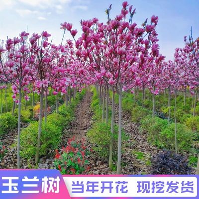 玉兰花树苗红白黄玉兰庭院绿化苗木风景树大型玉兰树苗广玉兰花苗