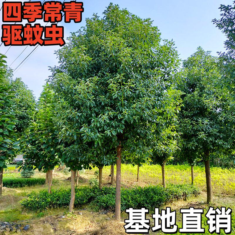 香樟树苗大树龙脑香樟木小苗驱蚊防虫四季常青南北方工程绿化苗木