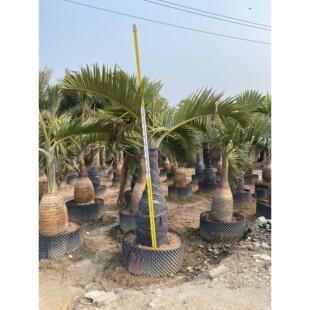 酒瓶椰子棕榈大型种植基地一手货源直销绿化苗木酒瓶椰子别墅庭院