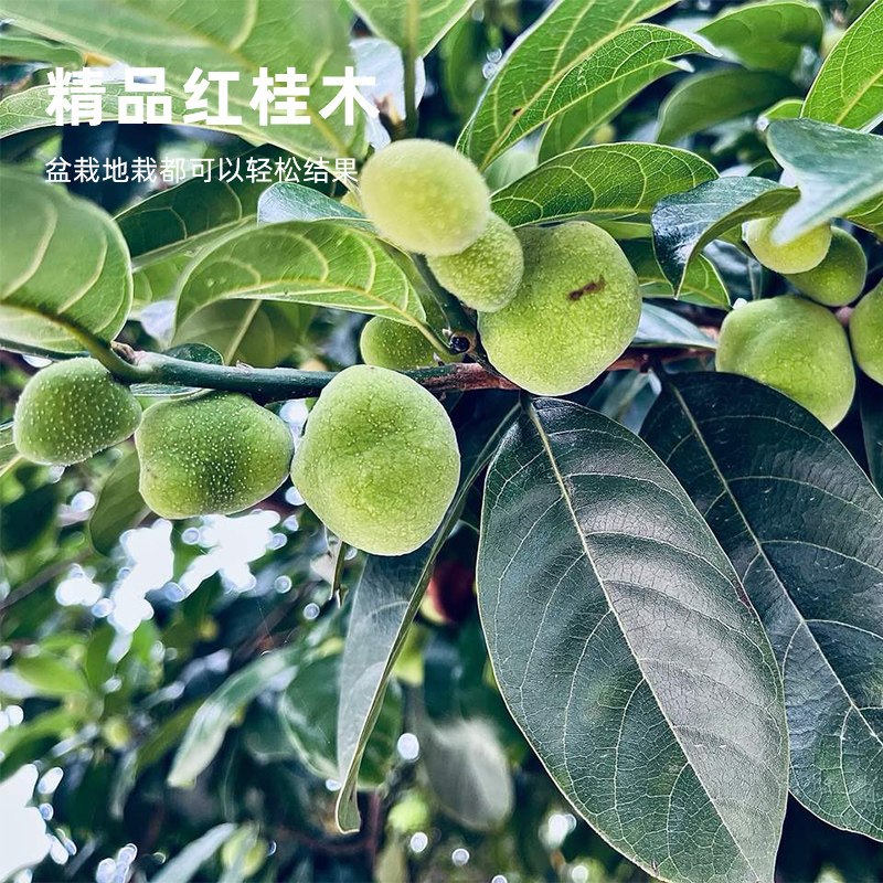 红桂木树苗盆栽大叶胭脂木树苗大苗狗果树庭院四季常绿观赏风景树