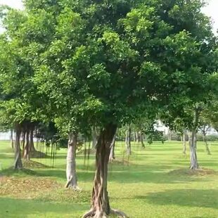 榕树细叶榕长根须四季常青室内室外风景树家庭城市公园路旁绿化树