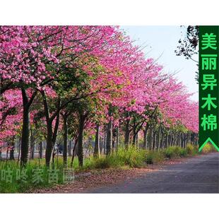 美丽异木棉树苗 丝木棉树苗 美人树苗大腹木棉苗绿化树苗园林庭院