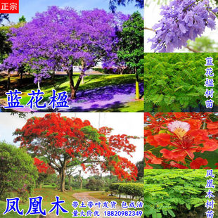 蓝花楹树苗凤凰木树苗红花楹树庭院绿化镇宅风景树公园小区行道树