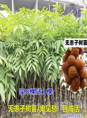 正宗树苗鬼见愁名贵木患子小苗肥皂树镇宅庭院风景风水宝树