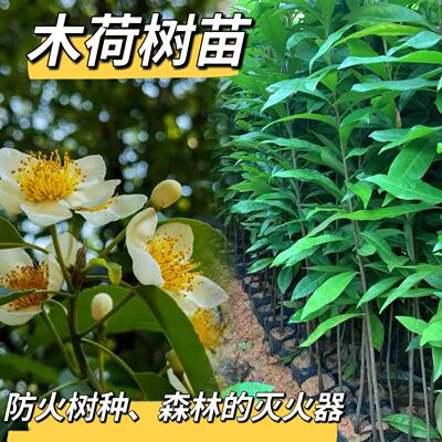 复绿树种木荷树苗荷木苗木艾树绿化造林苗防火树种耐干旱绿化树