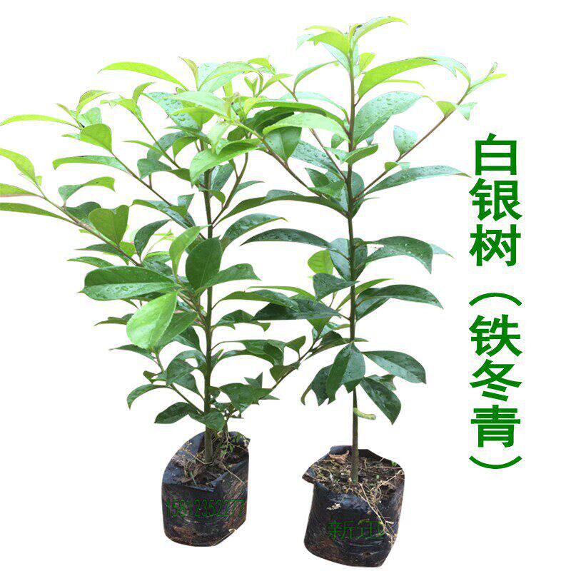 白银木树苗大叶冬青/山熊胆/铁冬青/救必应树苗 白银苗 四季常青