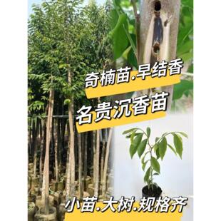 名贵苗木海南沉香白木香树苗奇楠沉香嫁接树苗早结香绿化树种带叶