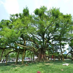 正宗高山榕吸水石树苗大叶榕树苗气生根四季常绿植物庭院富贵榕树