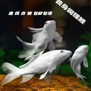 白色普身蝴蝶鲤观赏鱼淡水鱼活体鱼类水族箱宠物鱼包邮包活,宠物/宠物食品及用品,鱼,淘宝优惠券,粉丝福利购,淘宝优惠卷