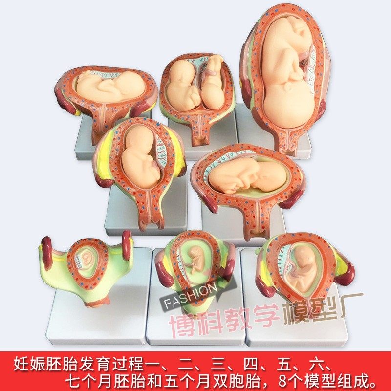 妊娠胚胎发育模型 计划生育模型 婴儿胎儿发育过程模型 生殖模型