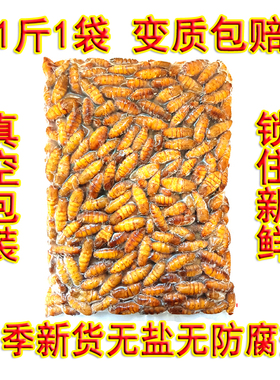 金丝蚕蛹鲜活速冻茧蛹子冷冻山东特产桑蚕蛹蝉蛹商用烧烤昆虫美食