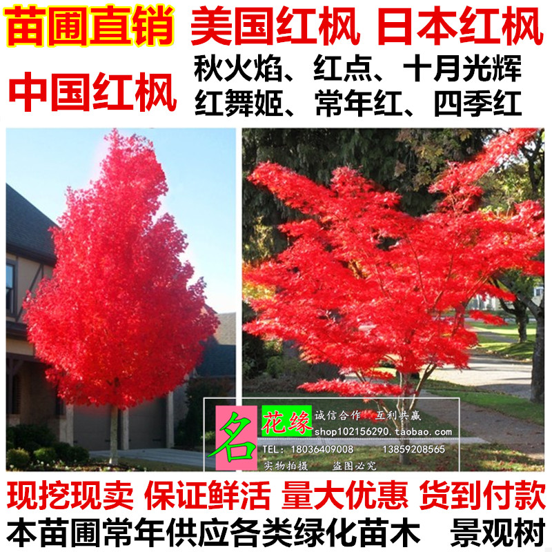 红枫树苗美国日本红舞姬红枫苗三季红中国红枫小苗盆栽地彩叶?#21442;? /></span></div> </div><div class=