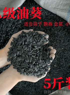 油葵小瓜子红花籽油葵种子混合粮