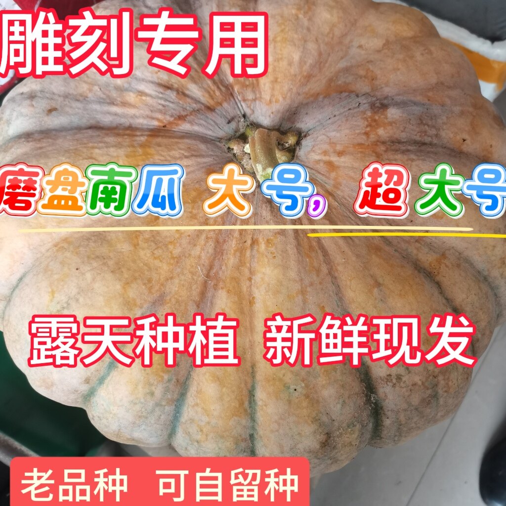 圆老南瓜老品种磨盘南瓜农村本地南瓜