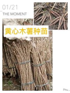 广西防城港黄心木薯种苗木薯棒一份50课只要30元