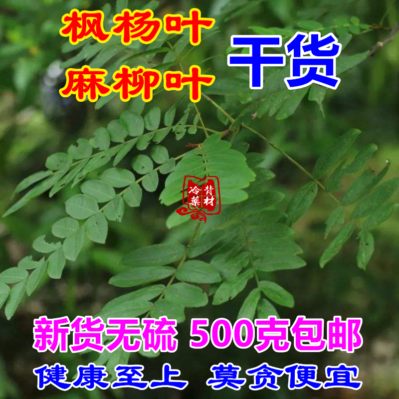 麻柳叶枫杨叶子干货药材