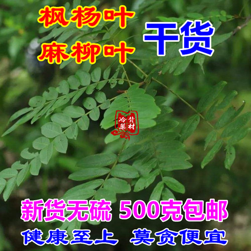 麻柳叶枫杨叶子干货药材