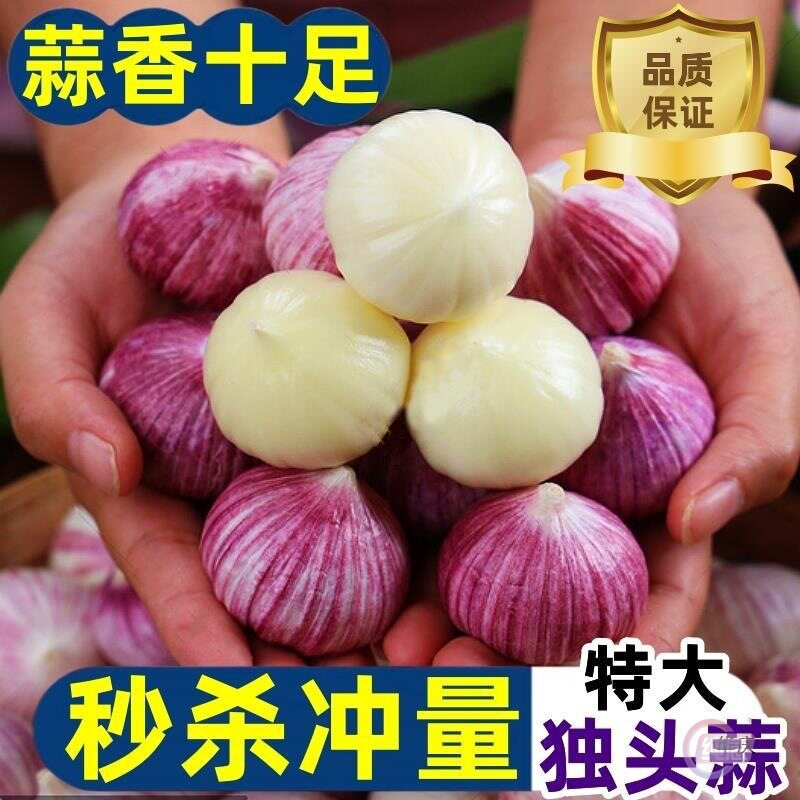 2025年新蒜紫皮独头蒜新鲜大蒜头农家现挖当季鲜蒜红皮独蒜非干蒜