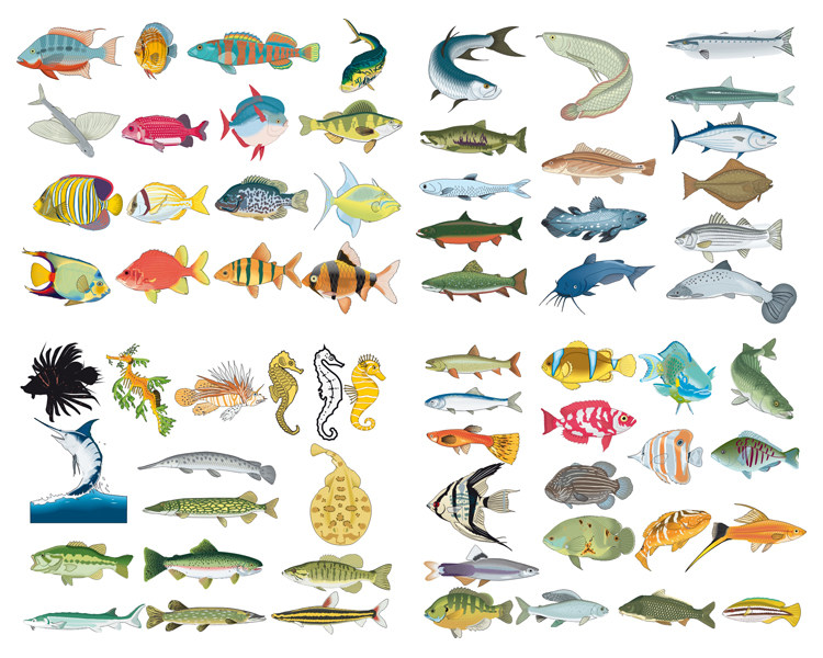 各种鱼类cdr矢量素材 金坛可爱海底鱼类 鱼儿素材 设计素材