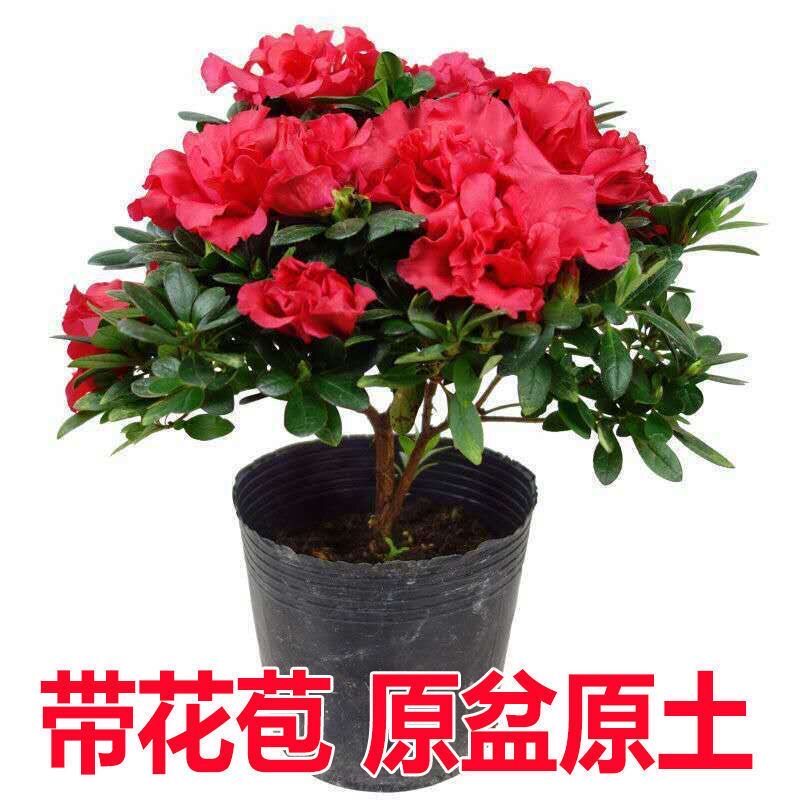 杜鹃花盆栽四季好养老桩树苗带花苞室内室外阳台花卉鲜花苗绿植物