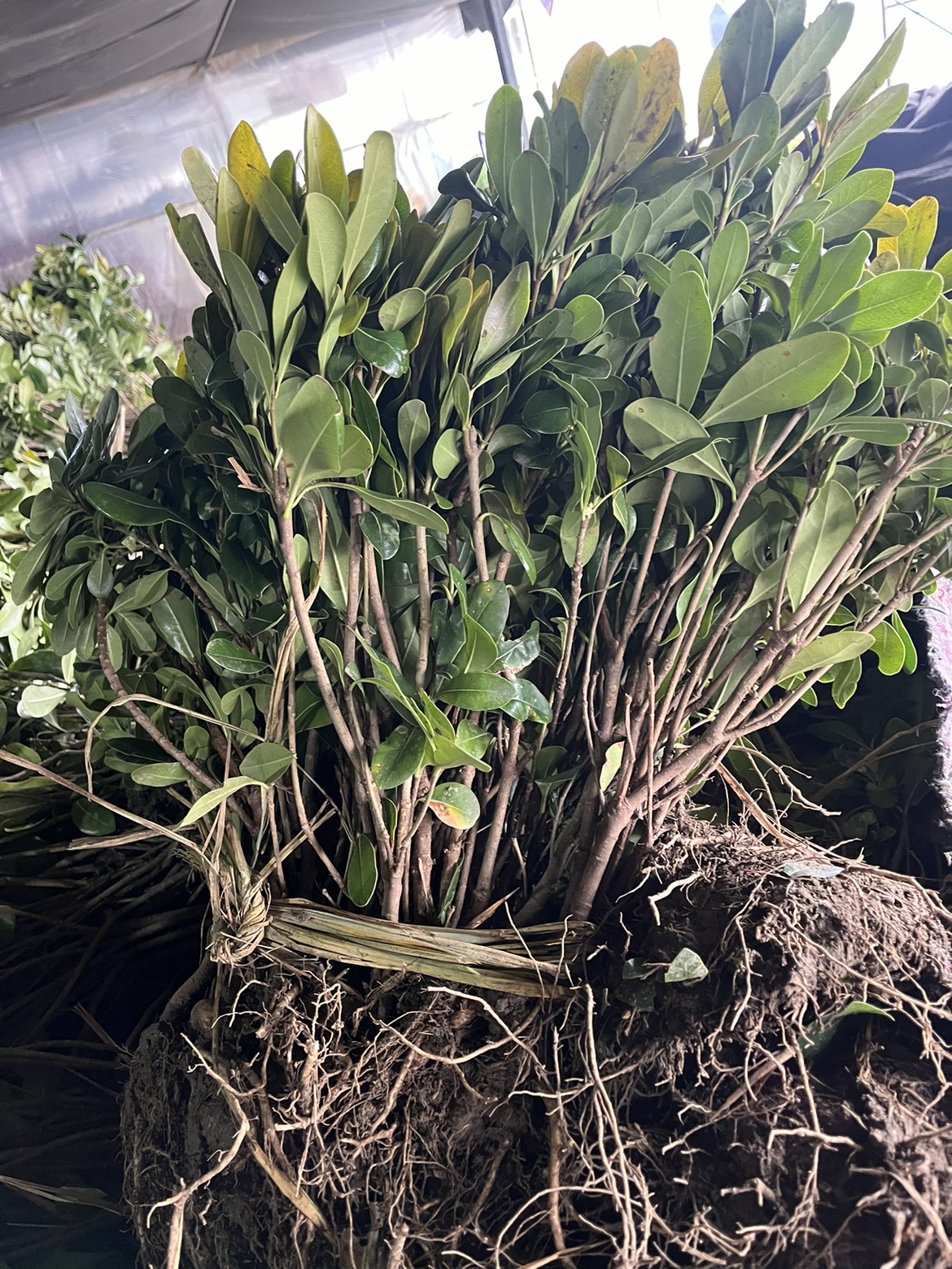 海桐苗 海桐树苗 海桐球庭四季常青院园林绿篱笆植物围墙气味芳香