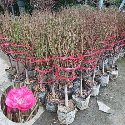 广东桃花桃花树盆栽耐寒冷冬花新年桃花桃树新年盆栽桃花树大型树