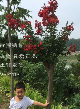 庭院绿化红火箭紫薇树苗