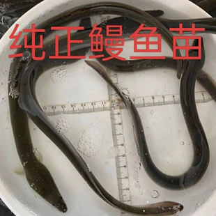 【活体】鳗鱼白鳝白鳗淡水鳗鱼苗特大观赏鱼白鳝河鳗花鳗宠物鱼类