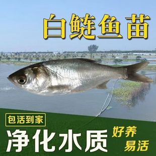 大头花鲢鳙鳊鱼苗 白鲢鱼苗活体淡水好养殖冷水观赏鱼饲料鱼特价