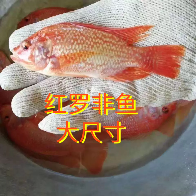 大尺寸红罗非鱼活体观赏鱼红鲫鱼淡水鱼冷水鱼风水鱼彩虹雕豹纹红