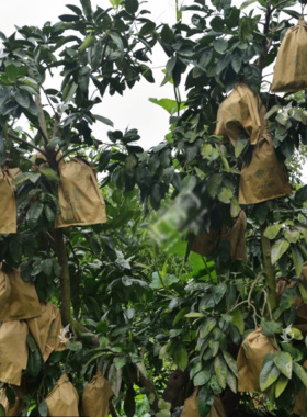 水果套袋专用袋蜜柚保护袋柚子专用袋葡萄柚白色三双层中号大号袋