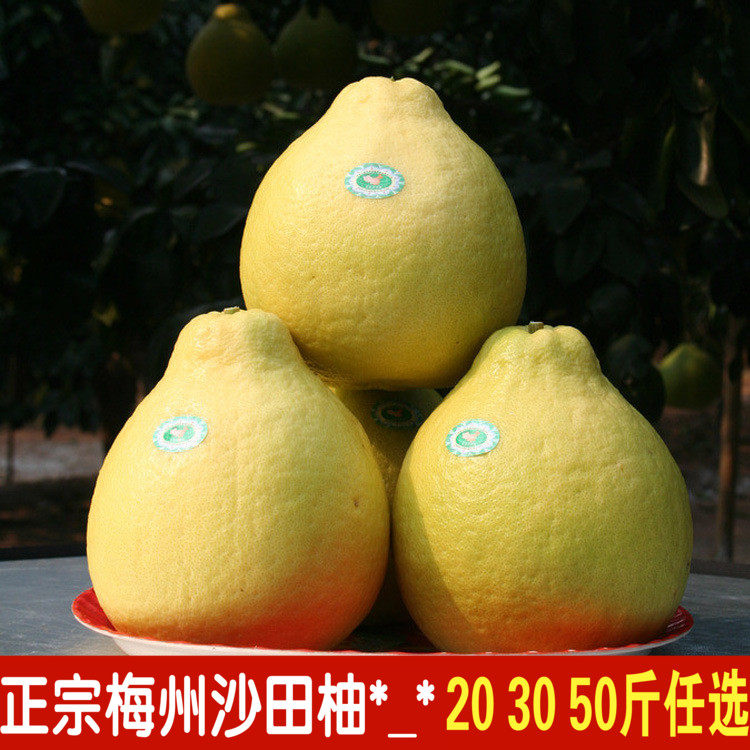 现货梅县梅州金柚农家鲜甜水果